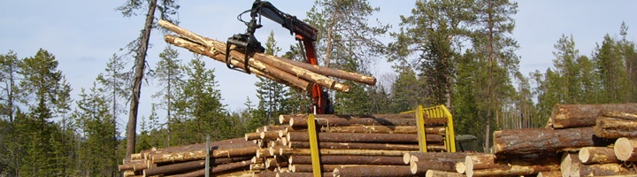 Предприятие, осуществляющее заготовку леса, привлечено к административной ответственности за транспортировку древесины без документов