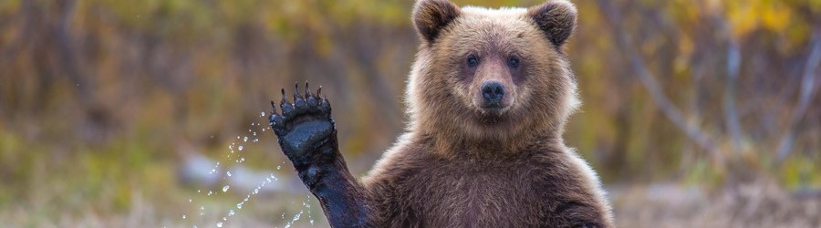 Более 60 тысяч человек просят Путина запретить отстрел медведей в Приморье