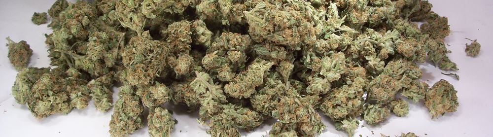 Почти 100 килограммов марихуаны изъяли в первые дни нового года в Приморье