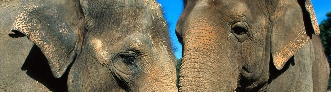 Хозяин популярного кафе «погасил» долги слонами