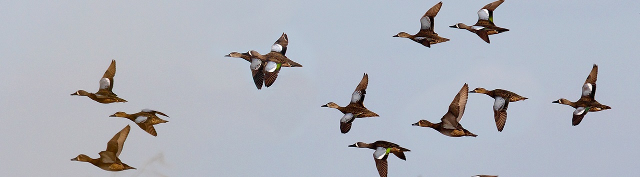 Весенняя охота на птиц в Приморье начнется в конце марта