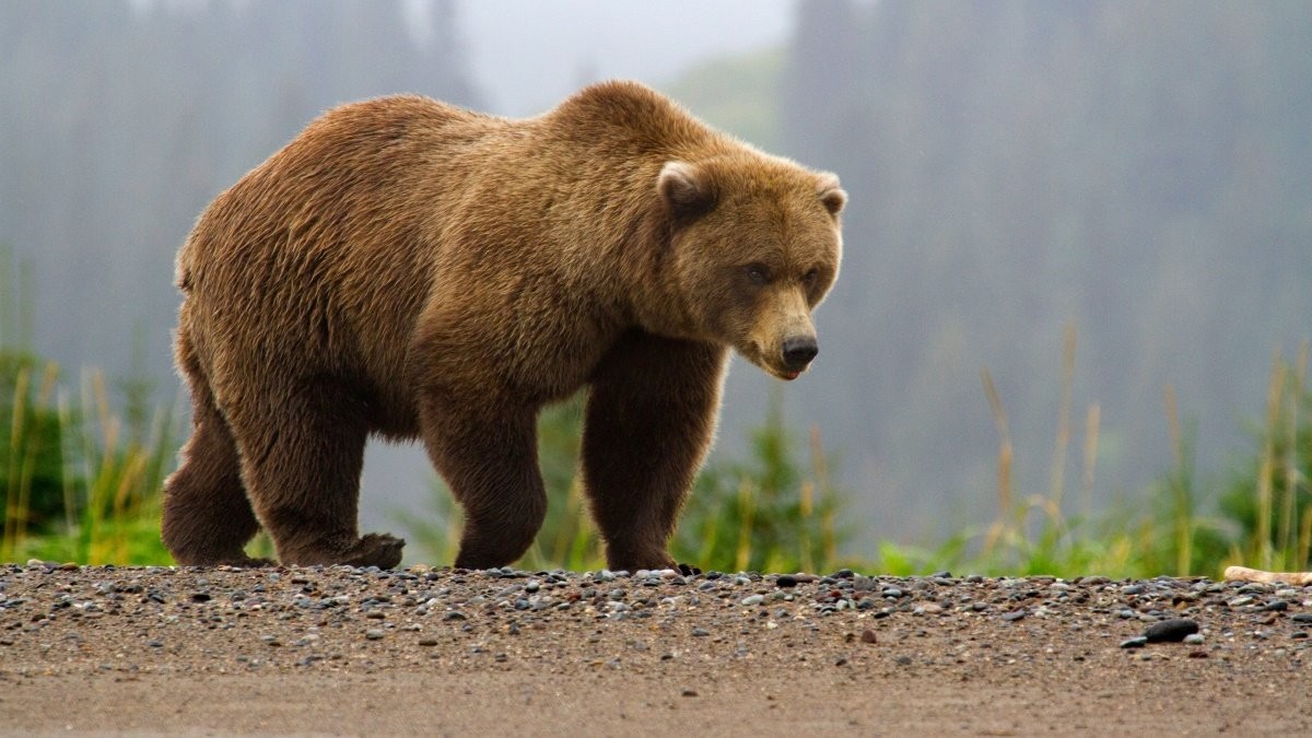В Кировском районе медведь серьезно ранил грибника