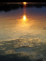 Отражение- закатное солнце в протоке реки Уссури.Автор-Кодина Е.А