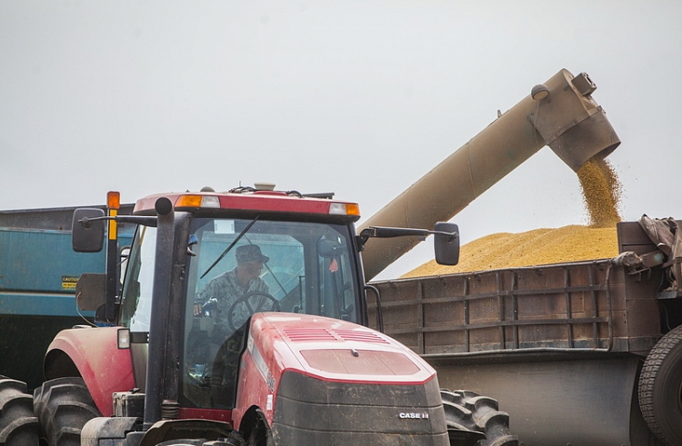 Более 9 тысяч тонн пшеницы намолотили аграрии Приморья