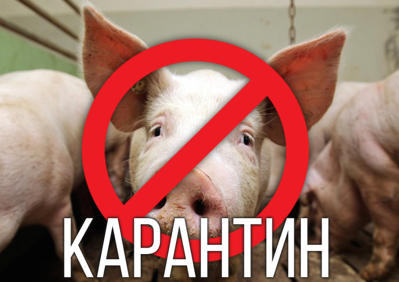 Внимание! Ящур свиней в Михайловском районе Приморского края