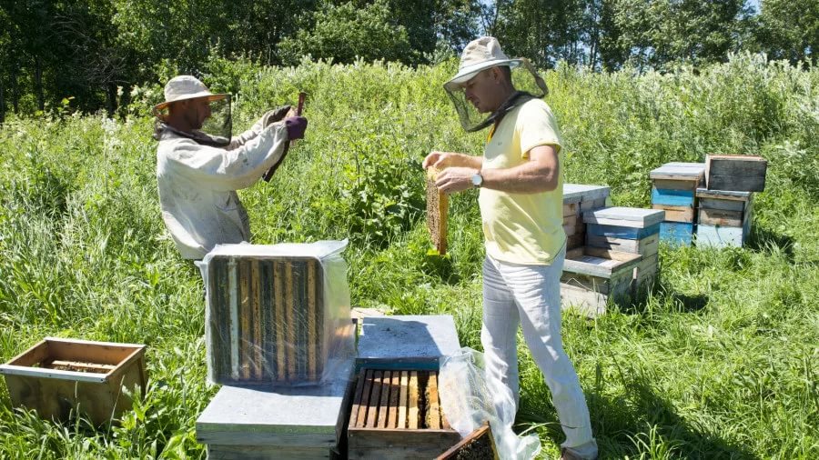 Уважаемые пчеловоды, позаботьтесь о здоровье своих пчелосемей.