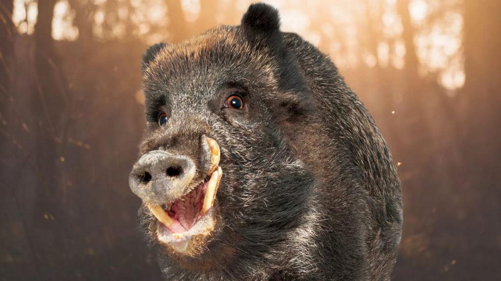 На территории Кировского района выявлен вирус африканской чумы свиней