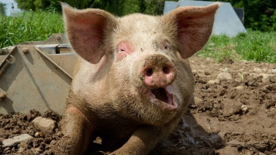 В Кировском районе снят режим ЧС по африканской чуме свиней