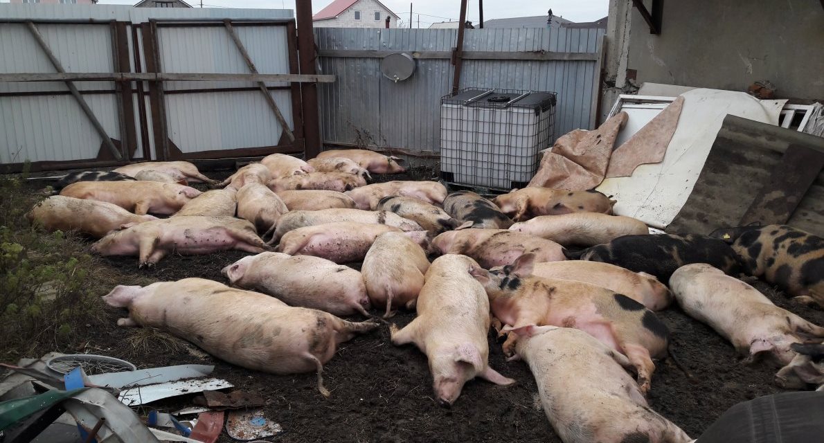 Африканская чума свиней продолжает грозить Кировскому району
