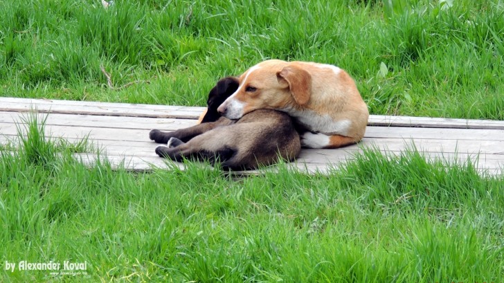В Приморье вводят обязательную маркировку домашних собак с 1 июня