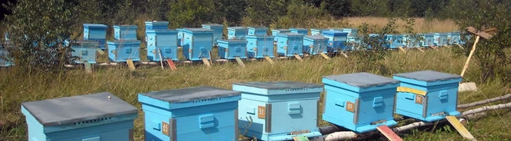 В Приморье будут созданы привлекательные условия для занятия пчеловодством