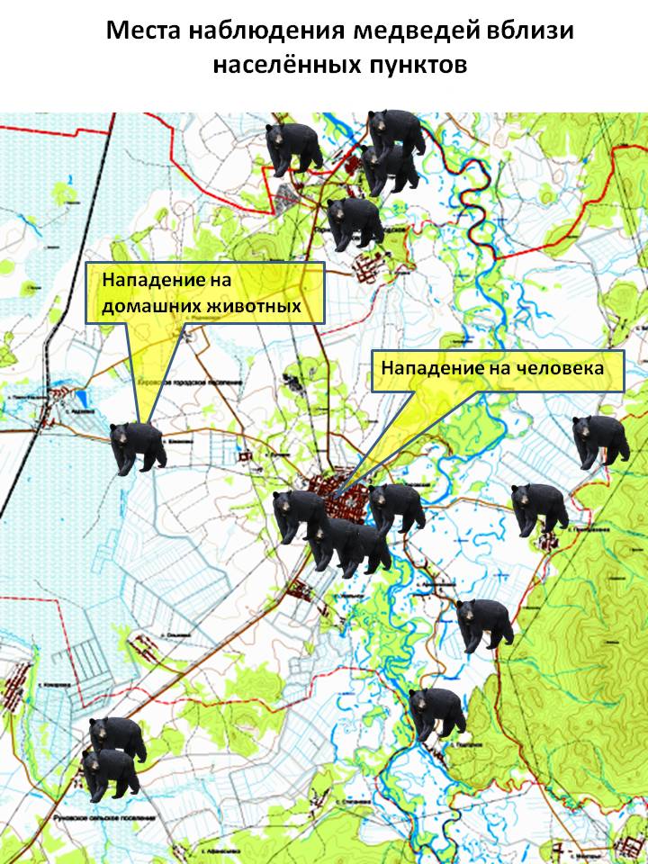 В Кировском районе вновь активизировались медведи