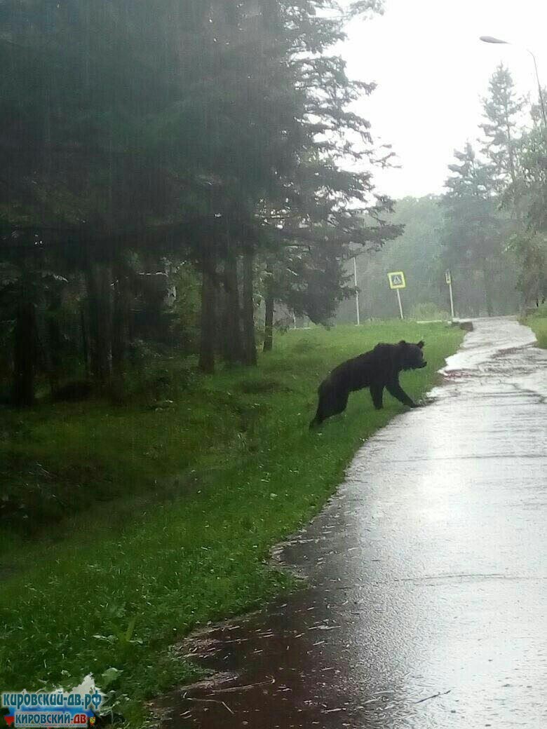 Худого и голодного медведя, не желающего уходить из курортного Приморья, застрелили