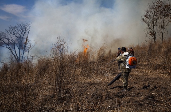 Приморские пожарные ликвидировали 38 палов травы