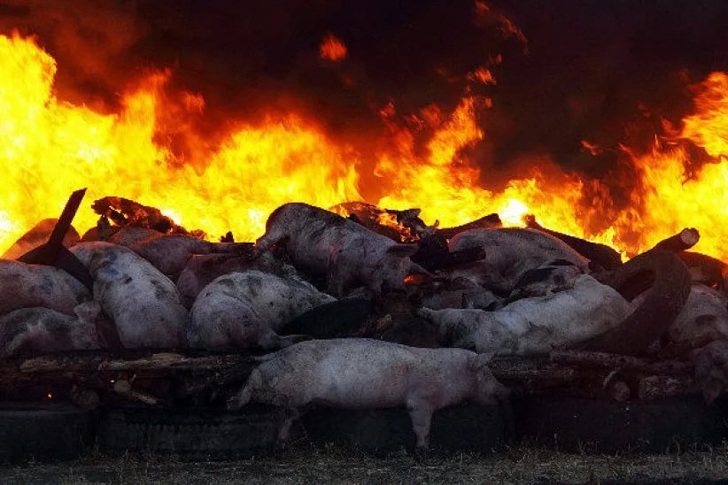 Вирус африканской чумы свиней продолжает гулять по Приморскому краю.