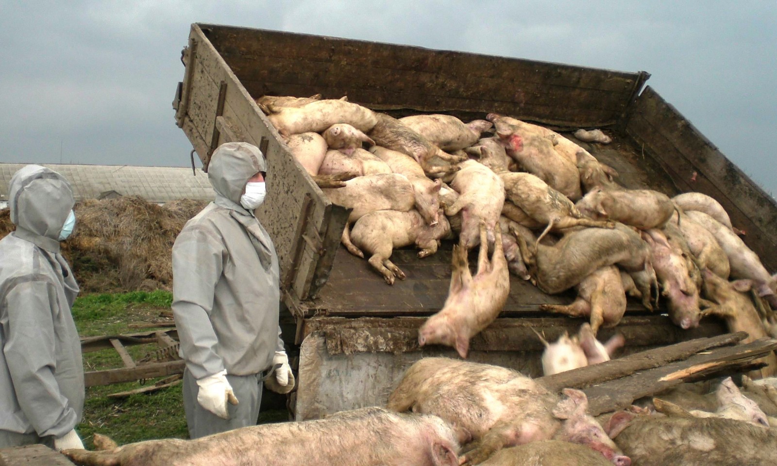 В Приморском крае выявлен вирус африканской чумы свиней.
