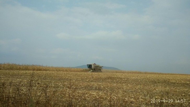 Уборочная кампания кукурузы стартовала в Кировском районе