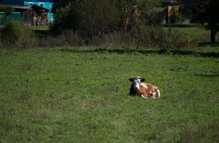 Поля, сады и домашний скот перепишут в Приморье