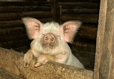 Ветеринарная служба напоминает о запрете разведения свиней в некоторых населённых пунктах.
