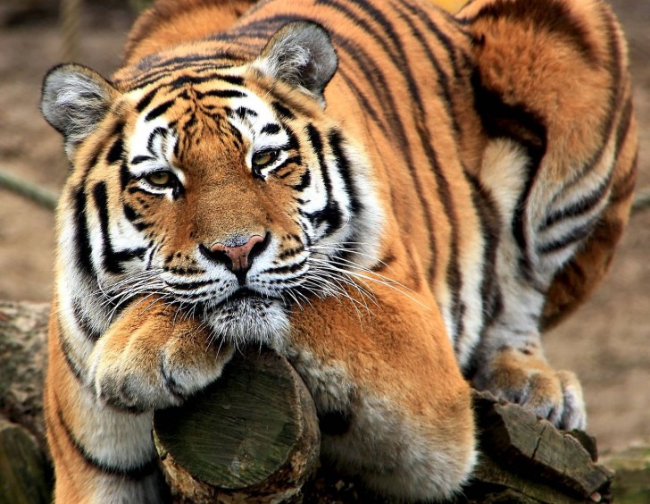 «Добродушный» тигр облюбовал курортные места