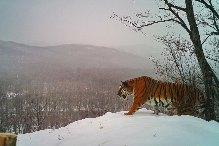 Тигр посетил село Уссурку