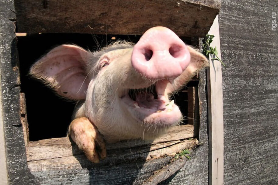 Когда можно завести в хозяйстве свиней после прошедшей эпизоотии -  Кировский муниципальный район Приморский край