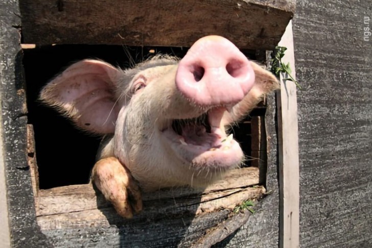 Когда можно завести в хозяйстве свиней после прошедшей эпизоотии