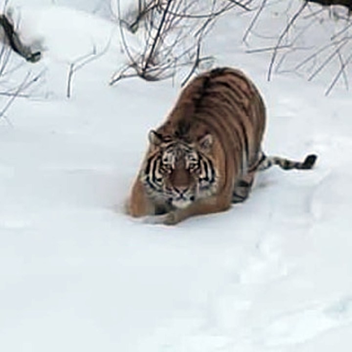 «Папа, он кинется»: крупного тигра встретила семья в Кировском районе