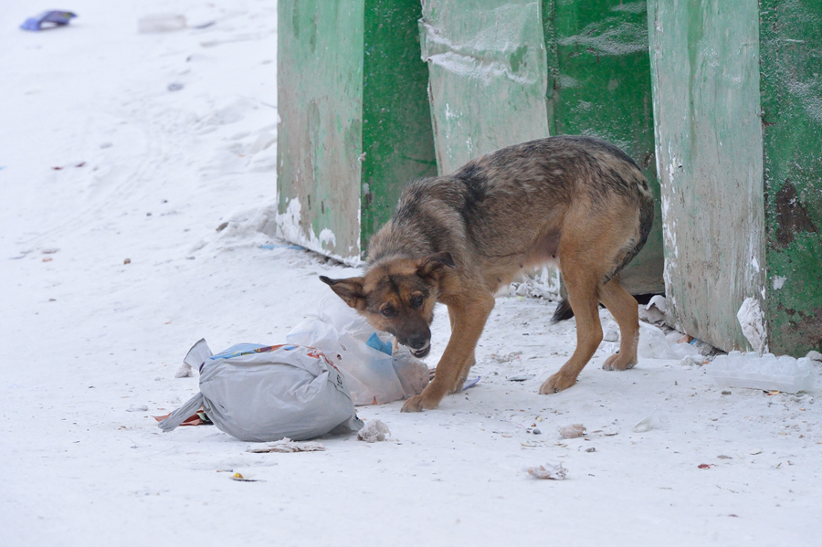 В Кировском районе начнется отлов бродячих собак