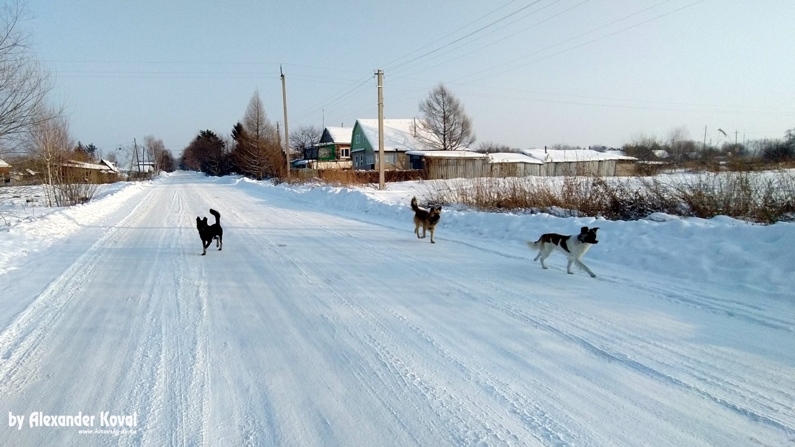 В Кировском районе проведена работа по выявлению мест обитания безнадзорных собак