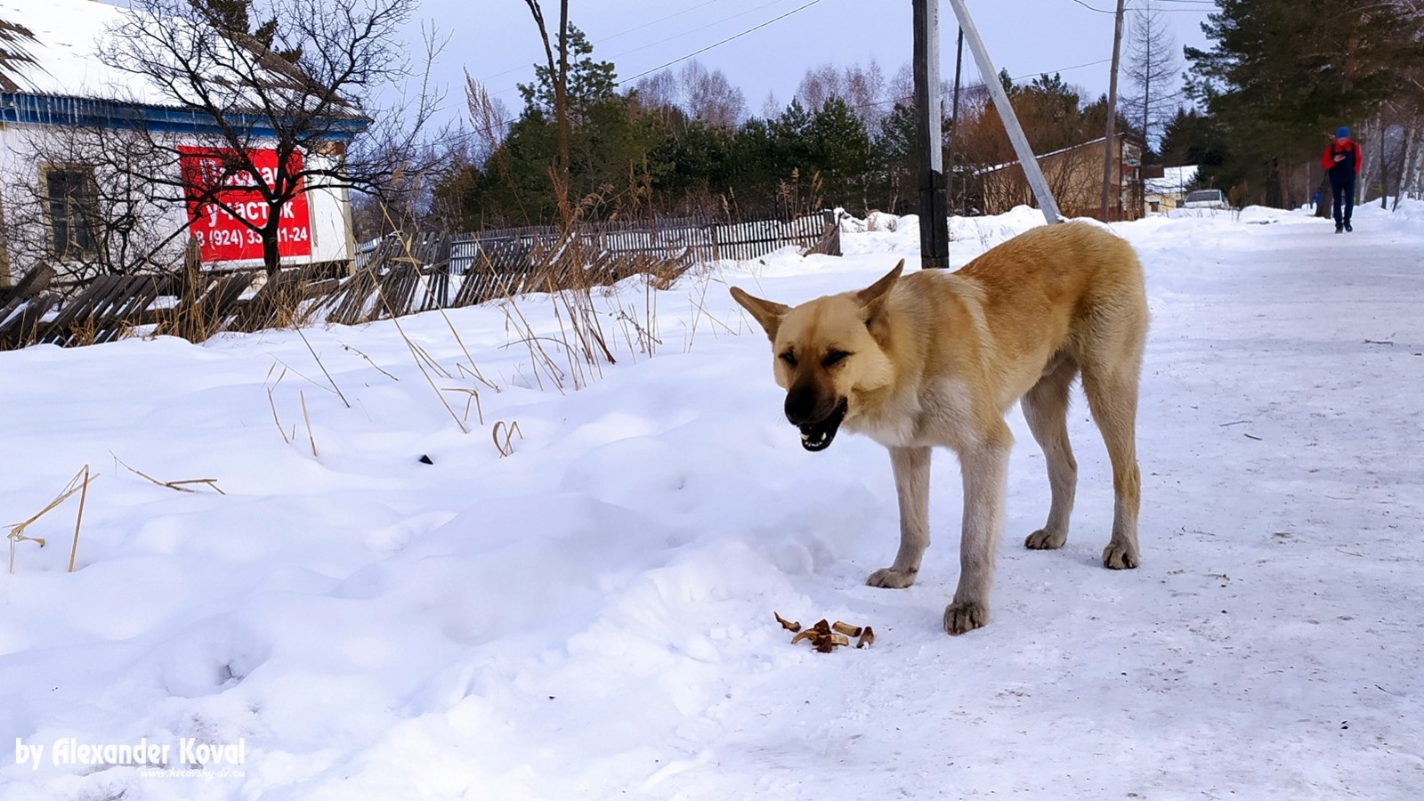 В ближайшие выходные в районе начнется отлов бродячих собак