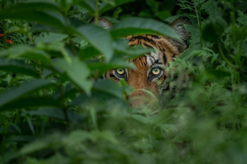 Встреча человека с тигром произошла в Кировском районе