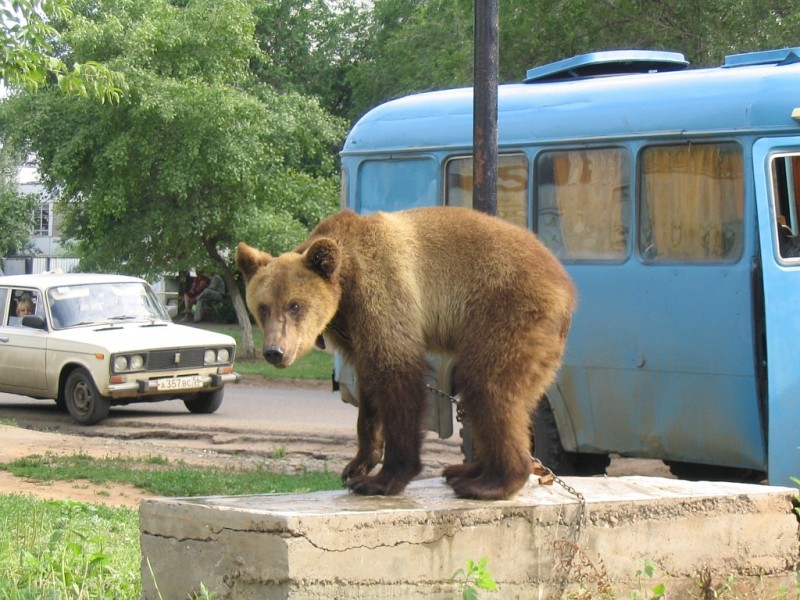 Медведь снова разгуливает по улицам города Лесозаводск