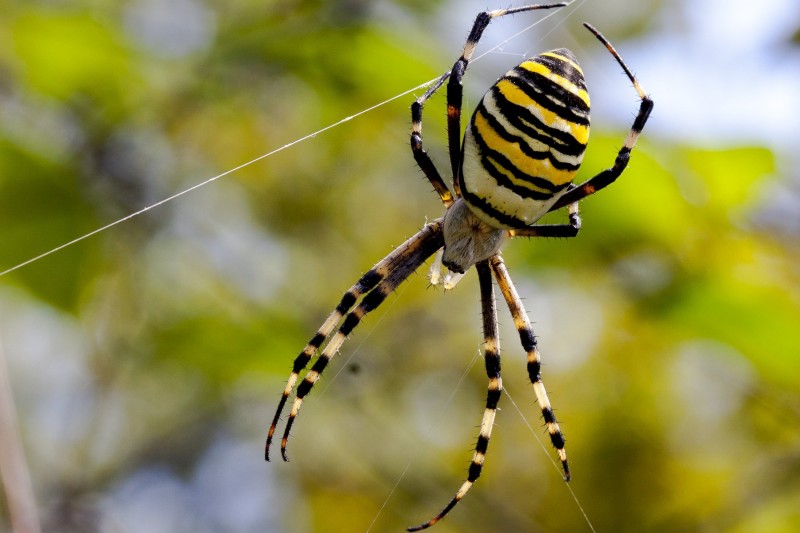 «Было мерзковато»: жительница Приморья нашла ядовитого паука прямо в доме