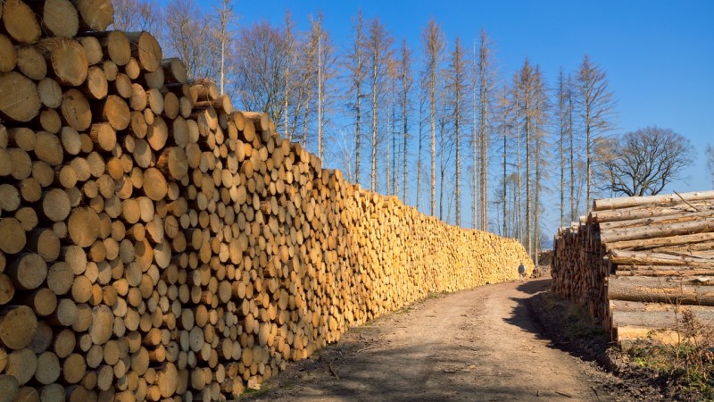 В Приморье будут судить членов преступного сообщества за контрабанду древесины ценой свыше 1,7 млрд рублей