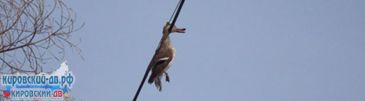 В Приморье определились со сроками охоты на птицу