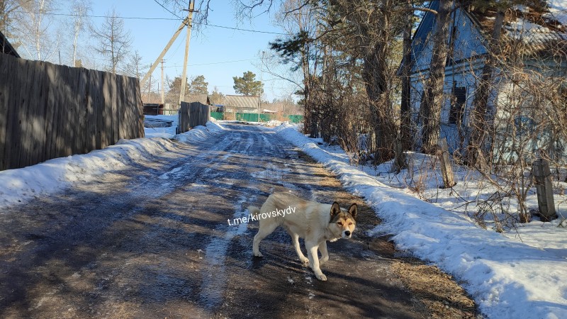 В Кировском районе снова начинается отлов бродячих собак