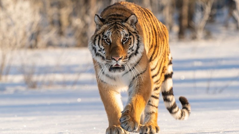 Амурский тигр напал на человека в Кировском районе