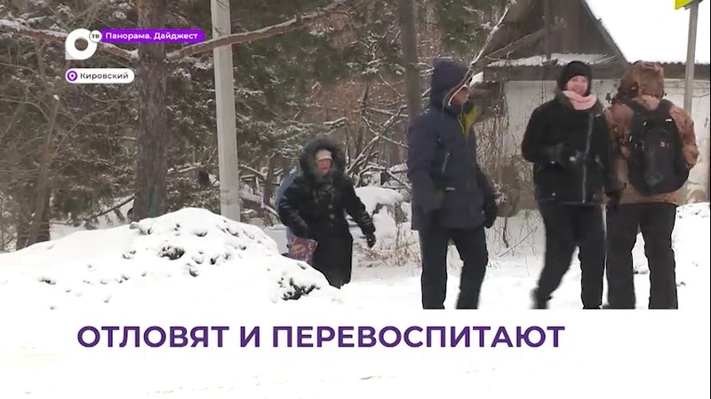 Проблема бездомных псов в поселке Кировский решится в ближайшее время